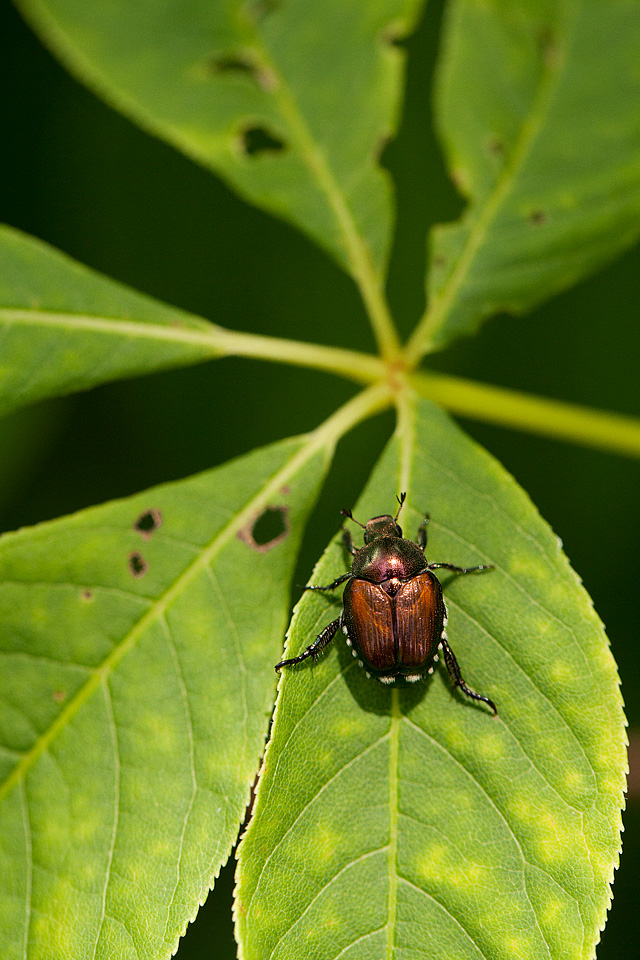 Japanese Beetle - Longwood Gardens, Kennett Square, Pennsylvania