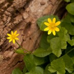 Fig Buttercup - Evansburg State Park, PA