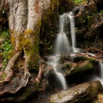 Waterfall over Roots - Great Smokey Mountains National Park, Tennesee