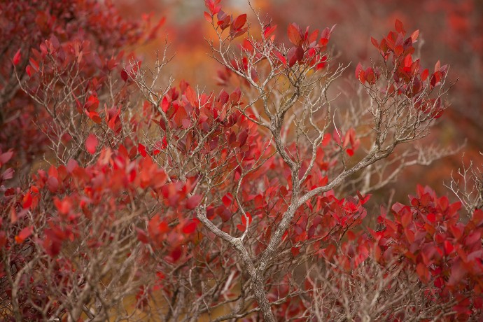 Brilliant Fall Color - Whitesbog, New Jersey