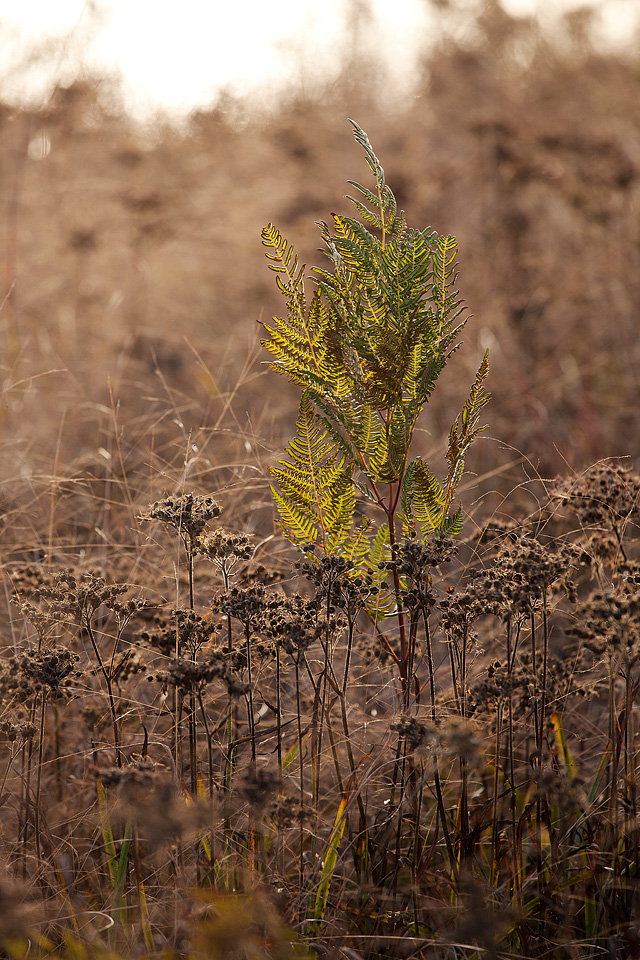 Autumn Ferns - Whitesbog, New Jersey