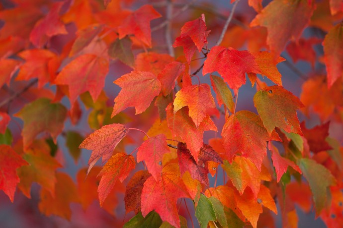 Fall Maple Leaves - Whitesbog, New Jersey