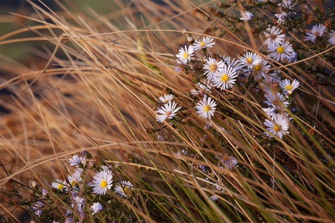 Aster in the Grass - Whitesbog, New Jersey