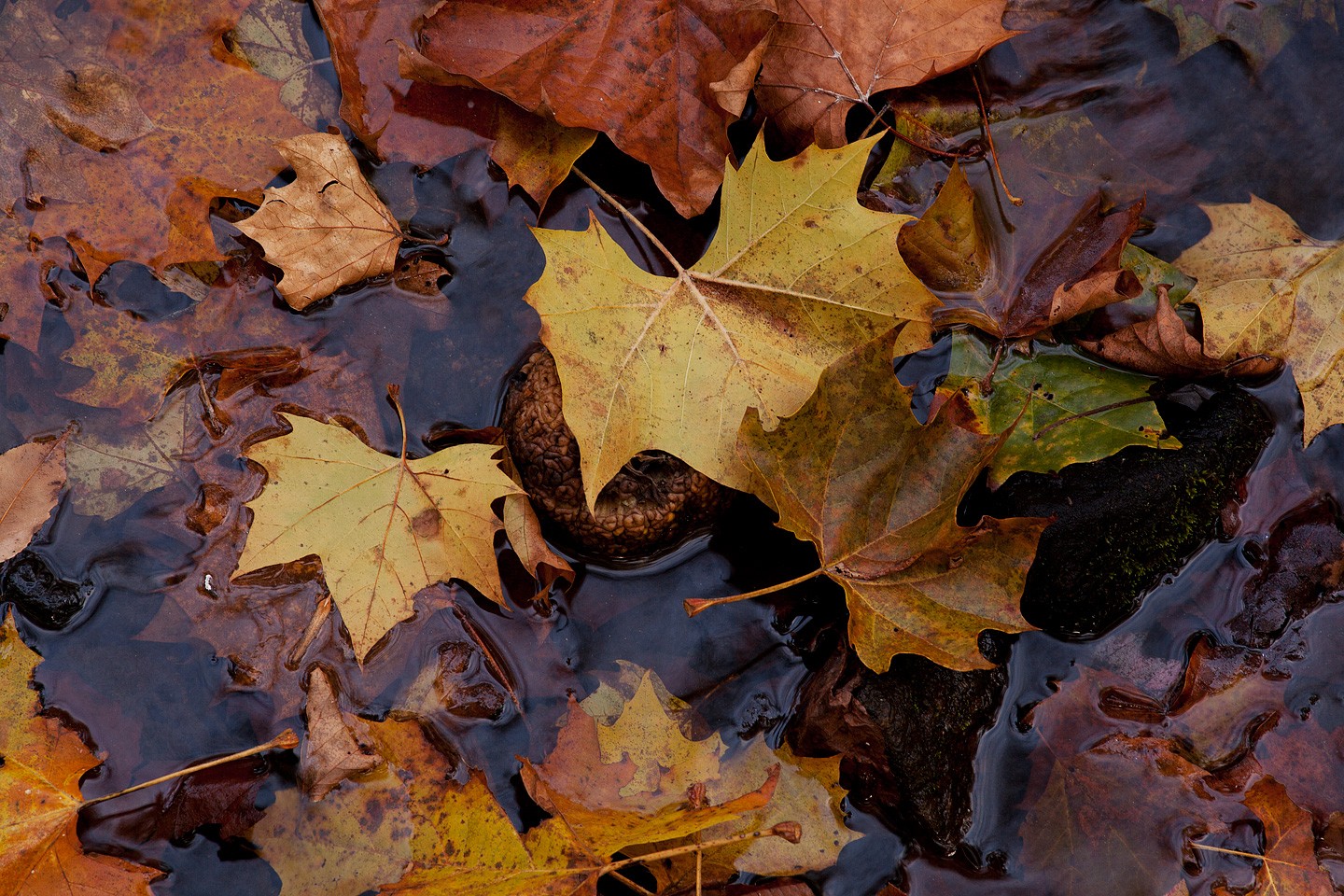 Fallen Leaves - White Clay Creek State Park, Delaware