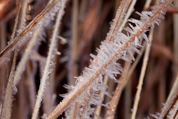 Ice Crystals - Allaire State Park, Howell, New Jersey