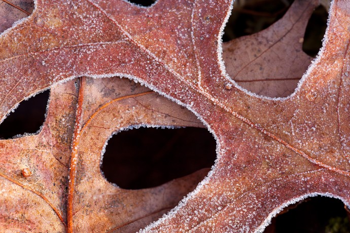 Frosty Leaves - Allaire State Park, Howell, New Jersey