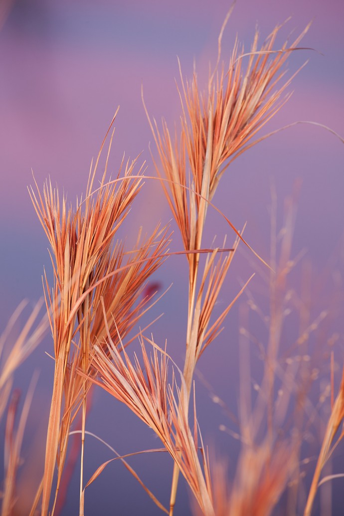 Grasses at Sunset - Whitesbog Preservation Trust, Pemberton, New Jersey