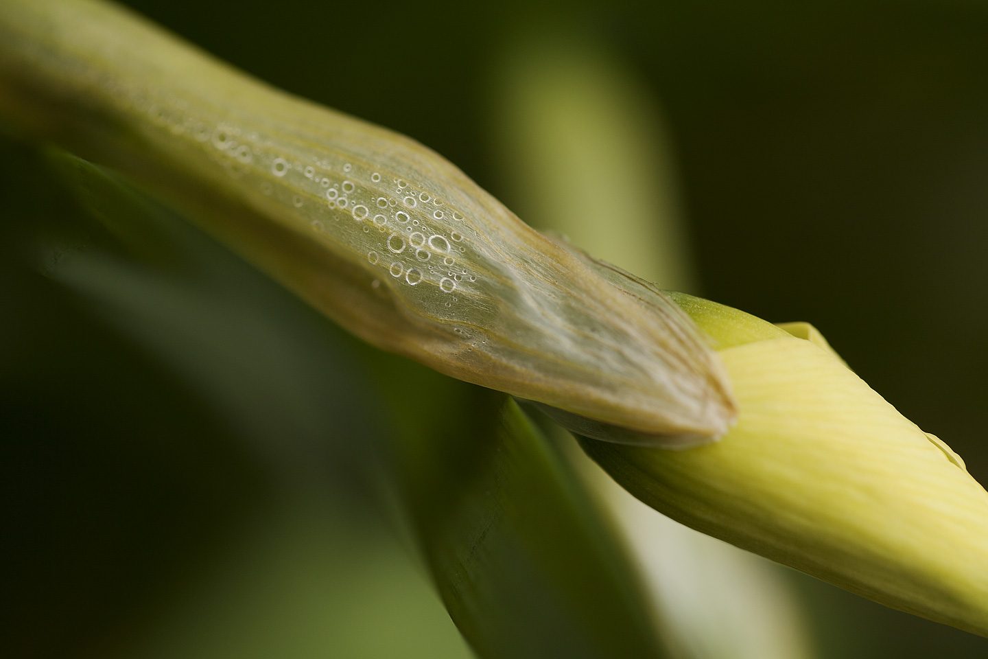 Droplets in a Daffodil Bud - Landenberg, Pennsylvania