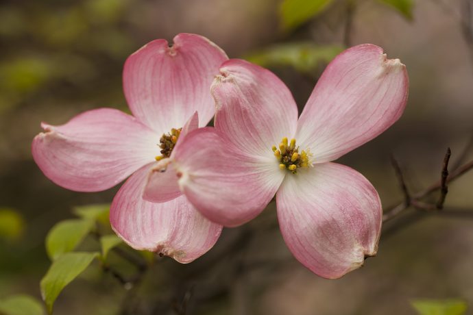 Flowering Dogwood - Landenberg, Pennsylvania