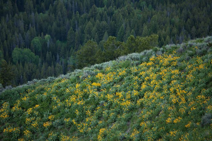 Signal Mountain Flowers - Grand Teton National Park, Wyoming