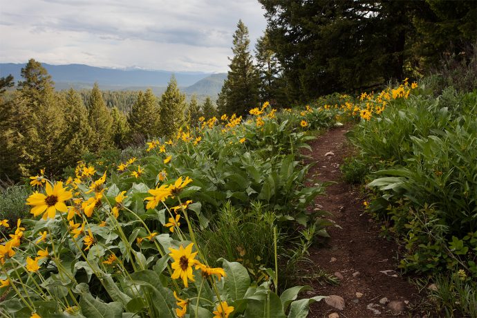 Trail to Grand View Point - Grand Teton National Park, Wyoming