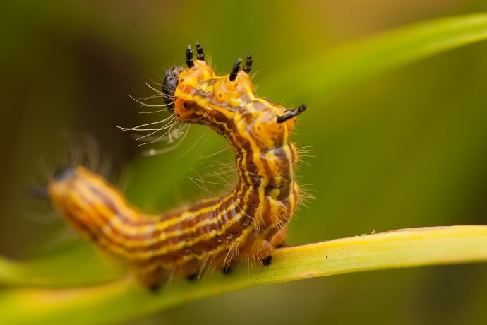 Drexel's Datana Larva - Big Meadows - Shenandoah National Park, Virginia