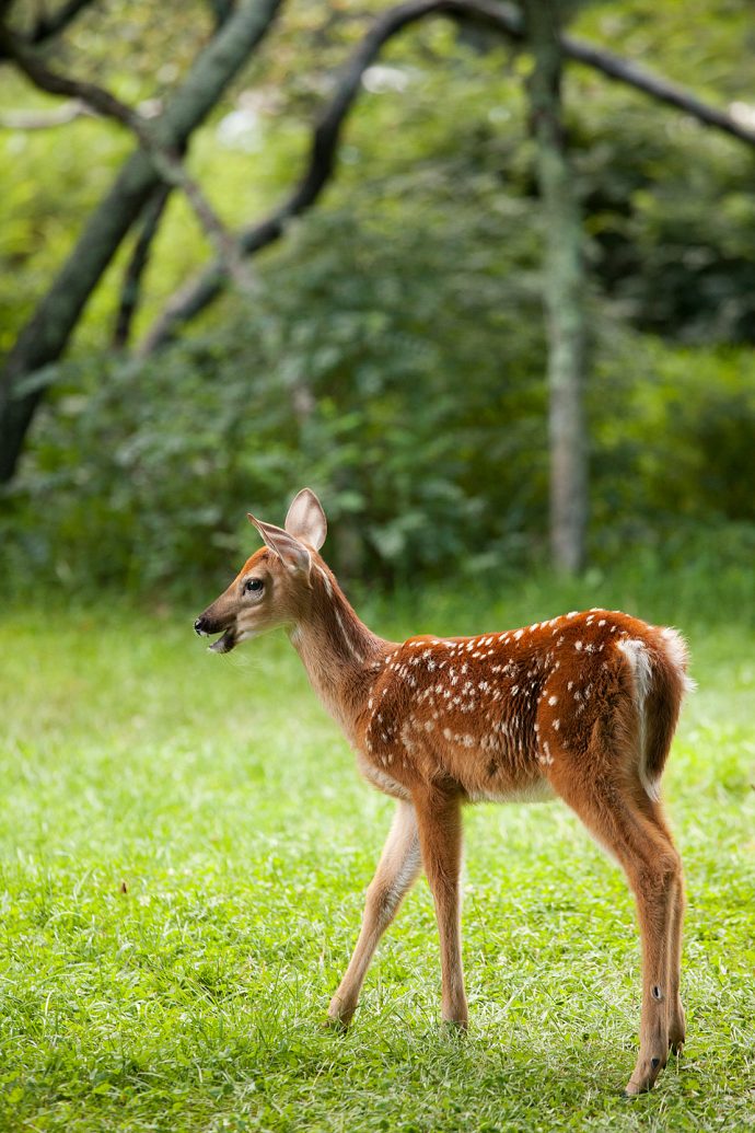 Calling Out - White-tailed Deer Fawn - Shenandoah National Park, Virginia