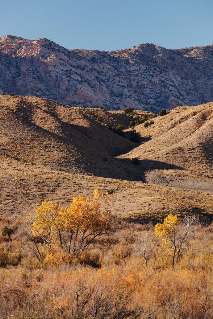 Fall color in Cottonwood Canyon - Grand Staircase-Escalante National Monument, Utah