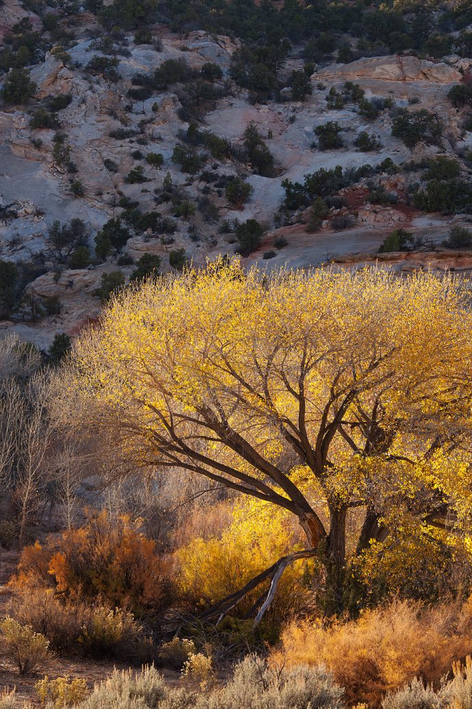 Cottonwood Canyon in Autumn - Grand Staircase-Escalante National Monument, Utah