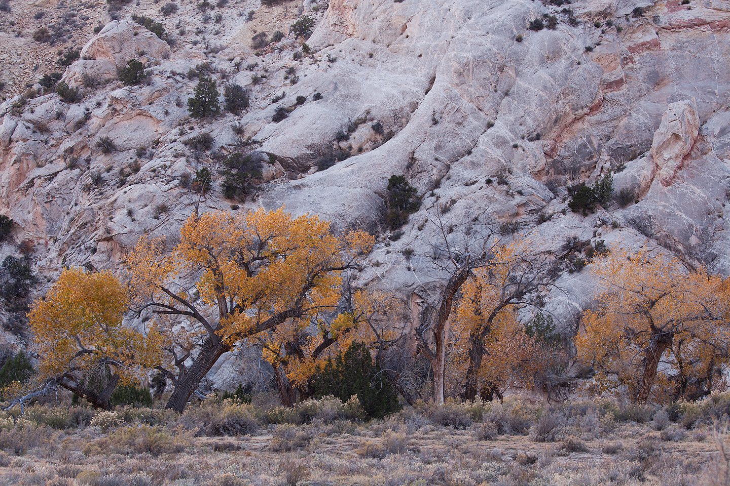 Autumn in Cottonwood Canyon - Grand Staircase-Escalante National Monument
