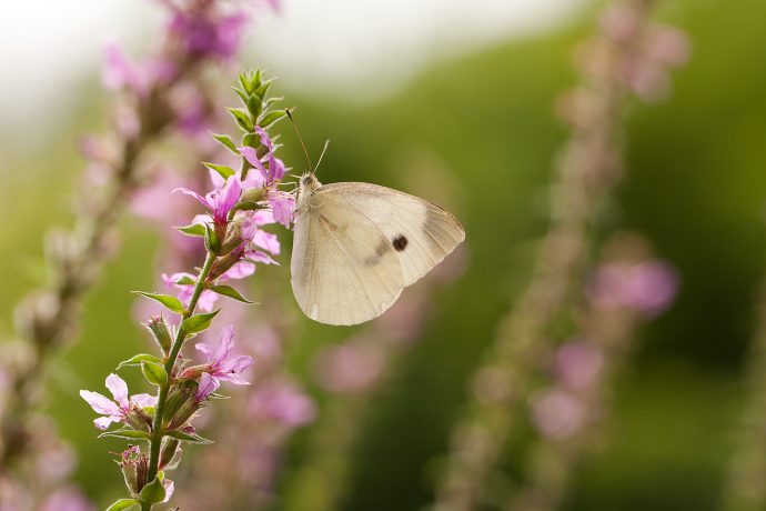 Cabbage White Butterfly - Deep Cut Gardens, Middletown, NJ