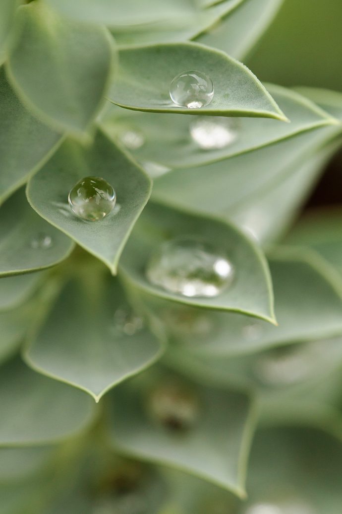 Water Drops on the Donkey Tail Spurge - Deep Cut Gardens, Middletown, NJ