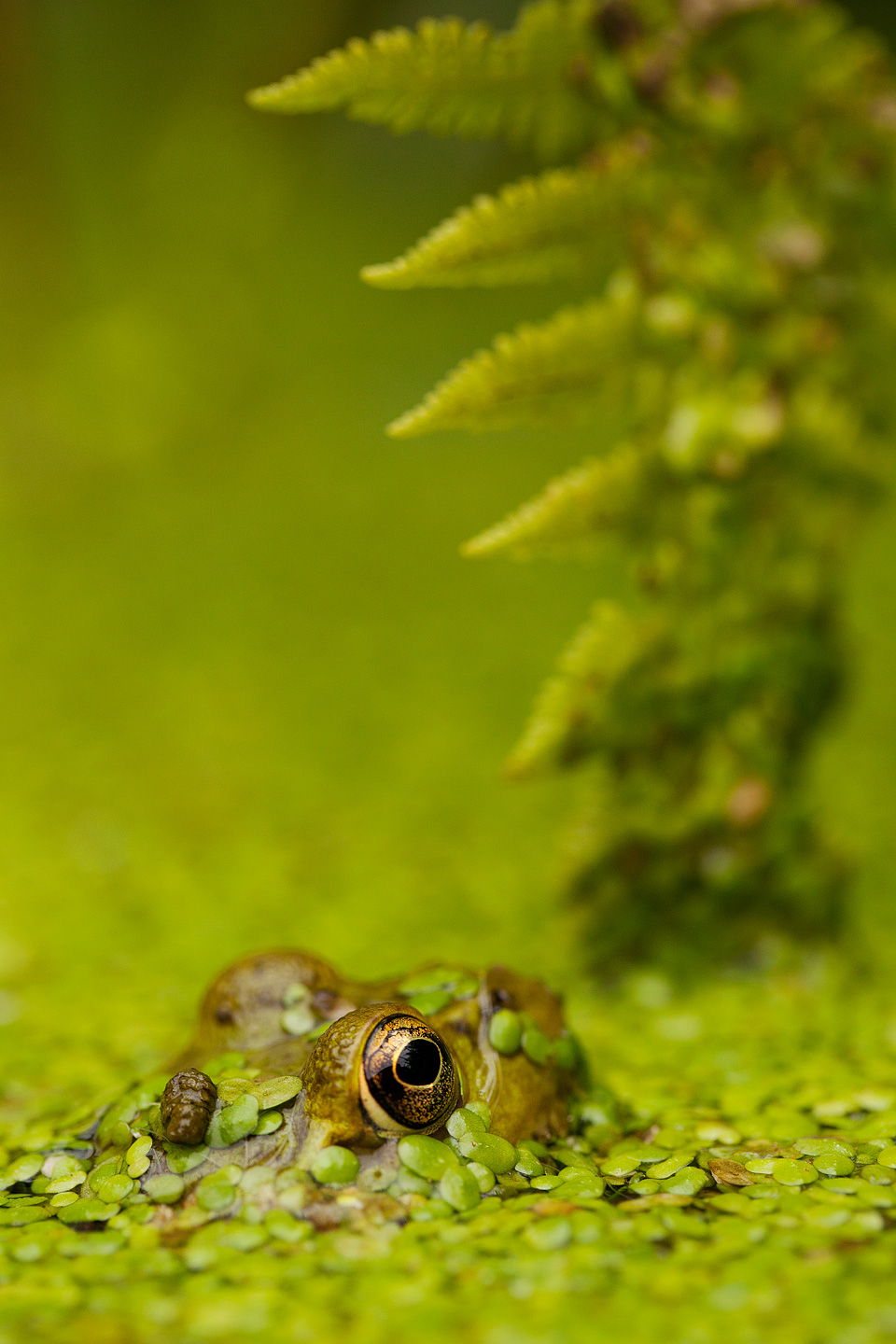 Frog Pond - Pocono Mountains, Pennsylvania