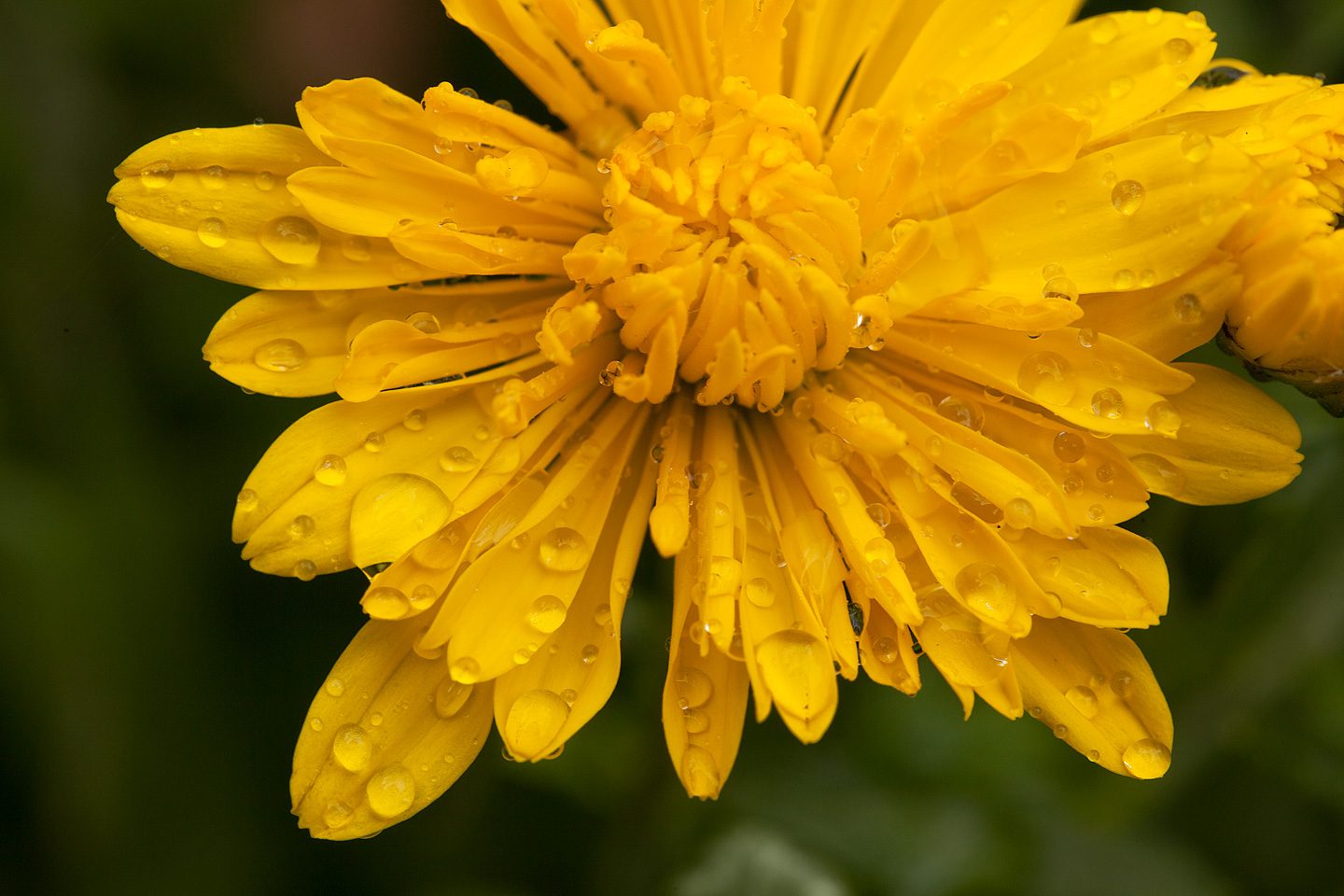 Yellow Chrysanthemum - Newfoundland, Pennsylvania