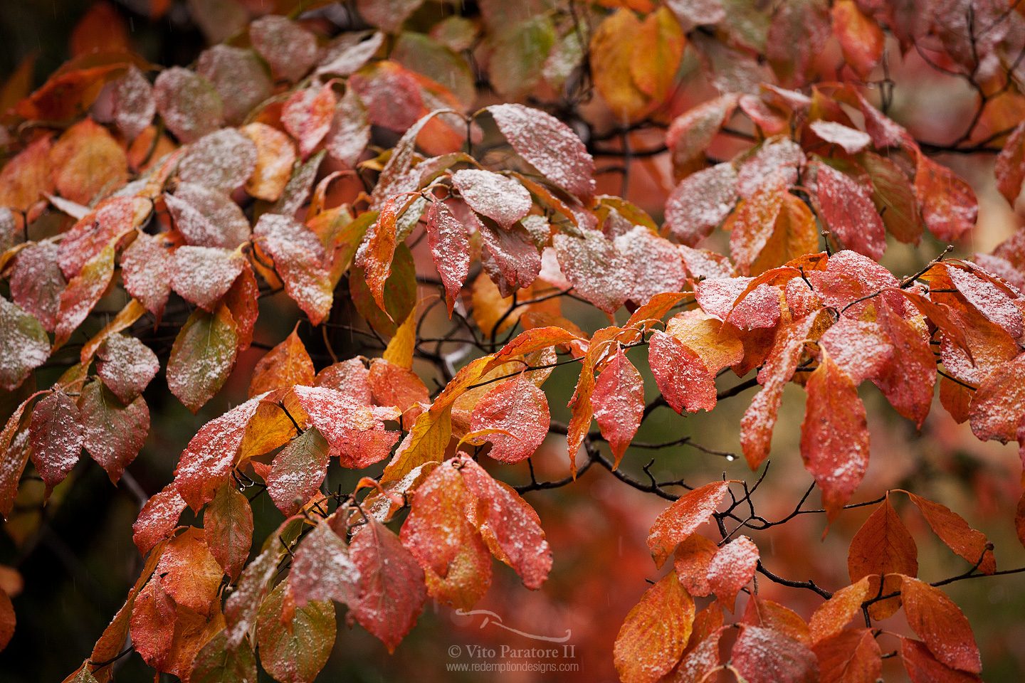 Snow on Fall Color - Elkmont Campground, Tennessee