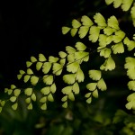 Tiny Leaf Details - Longwood Gardens, PA