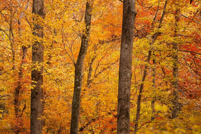 Fall Color in a Dense Forest - White Clay Creek State Park, Delaware