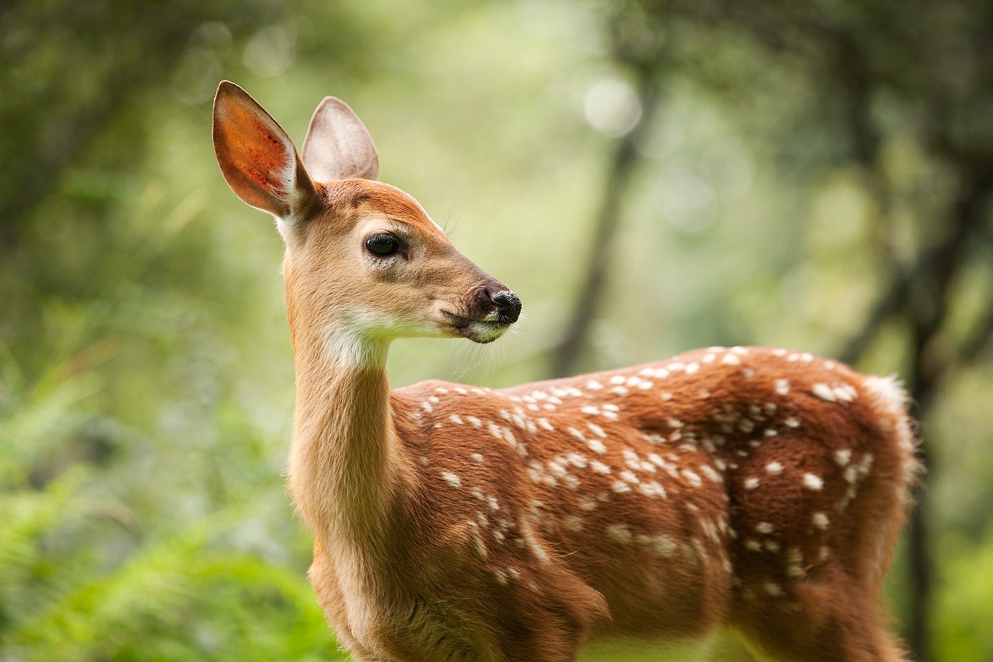 White-Tailed Deer Fawn 3 – Big Meadows – Shenandoah National Park ...